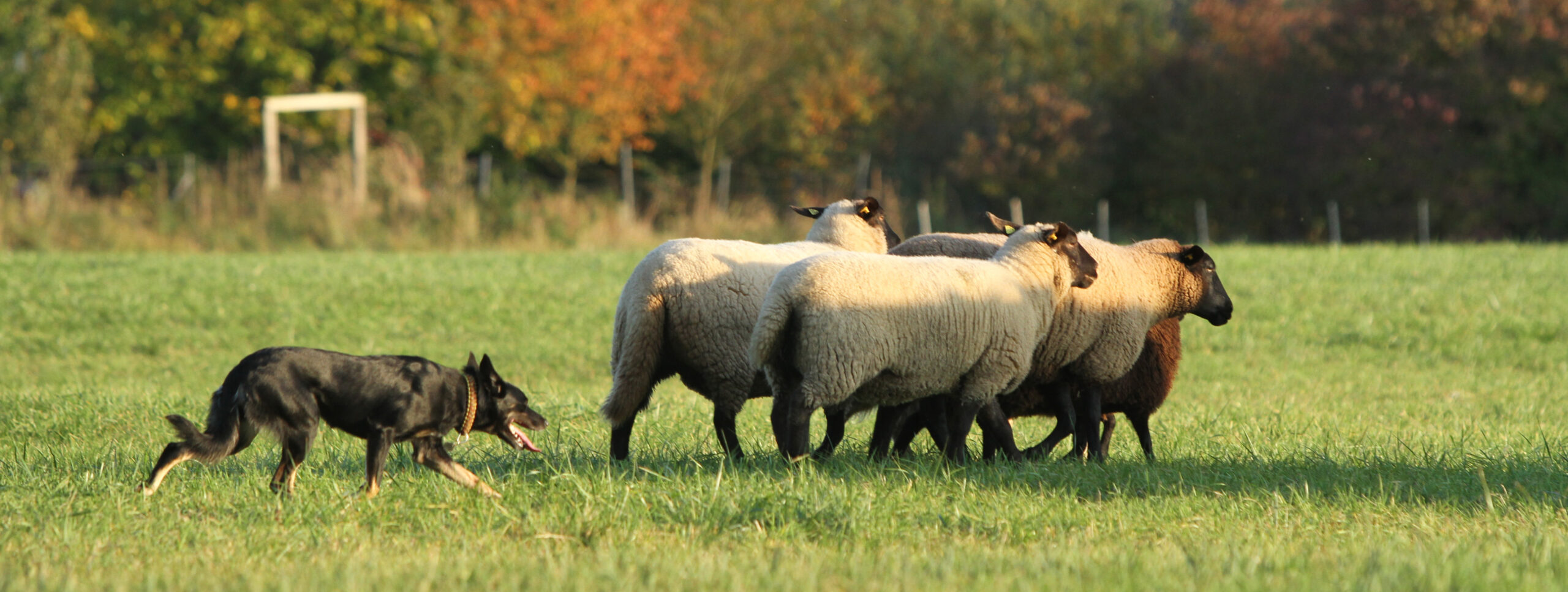 Kelpie treibt Schafe